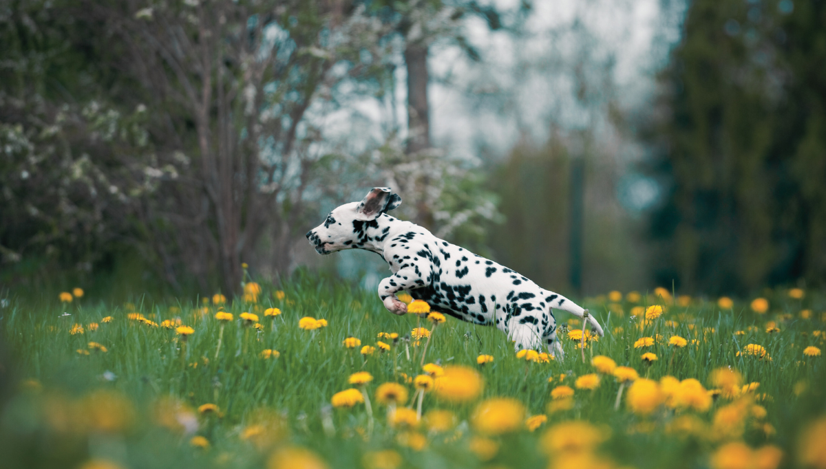 A Dalmatian puppy leaps through yellow dandelion flowers