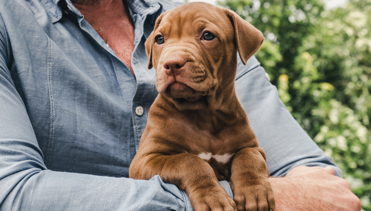 A mastiff puppy watches from a man's arms