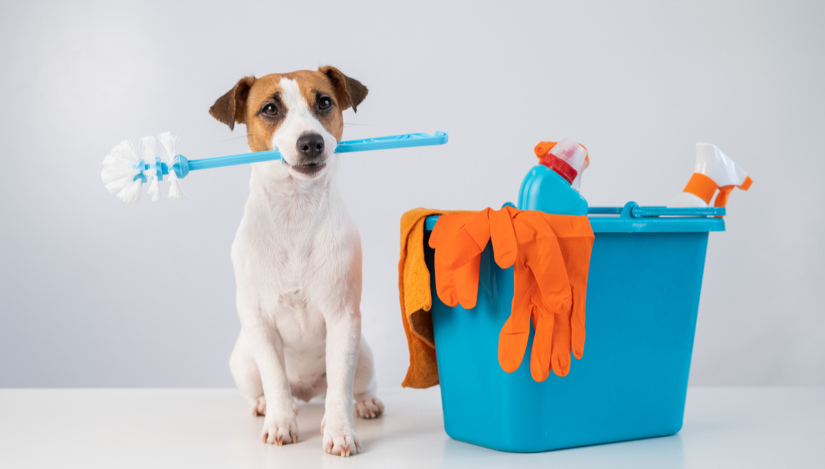 A jack Russell terrier holds a scrubbing brush in their mouth