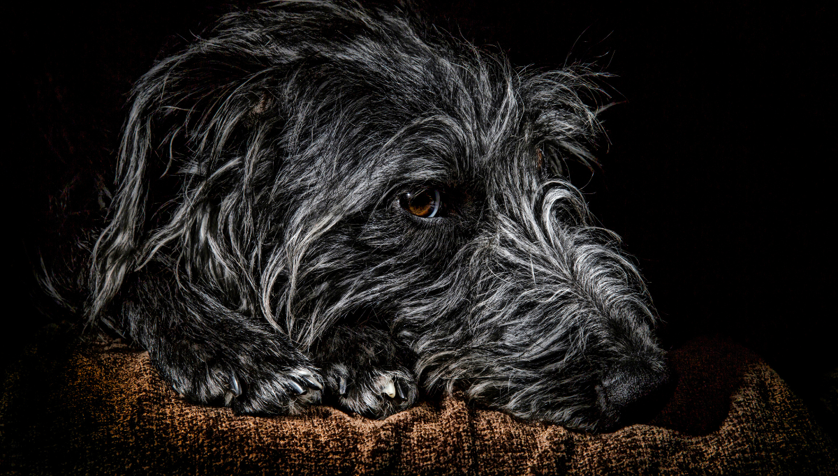 A closer up face shot of an older lurcher with black background