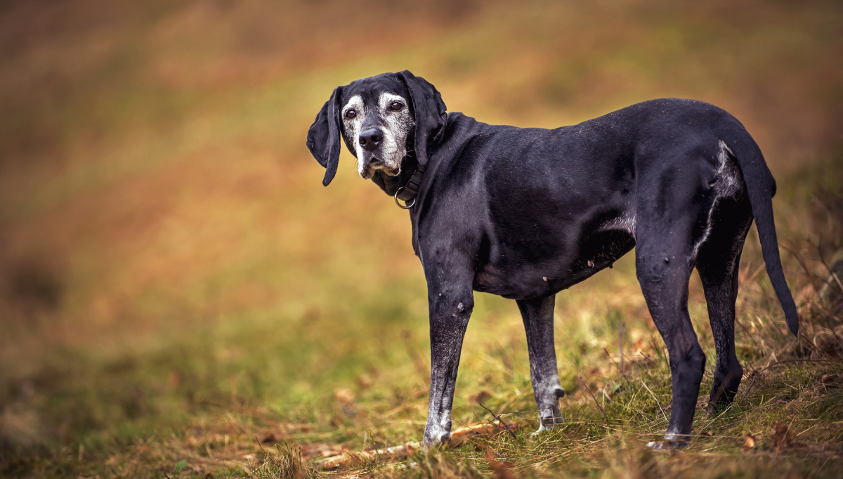 A senior Pointer-type dog is standing on grass looking over her shoulder
