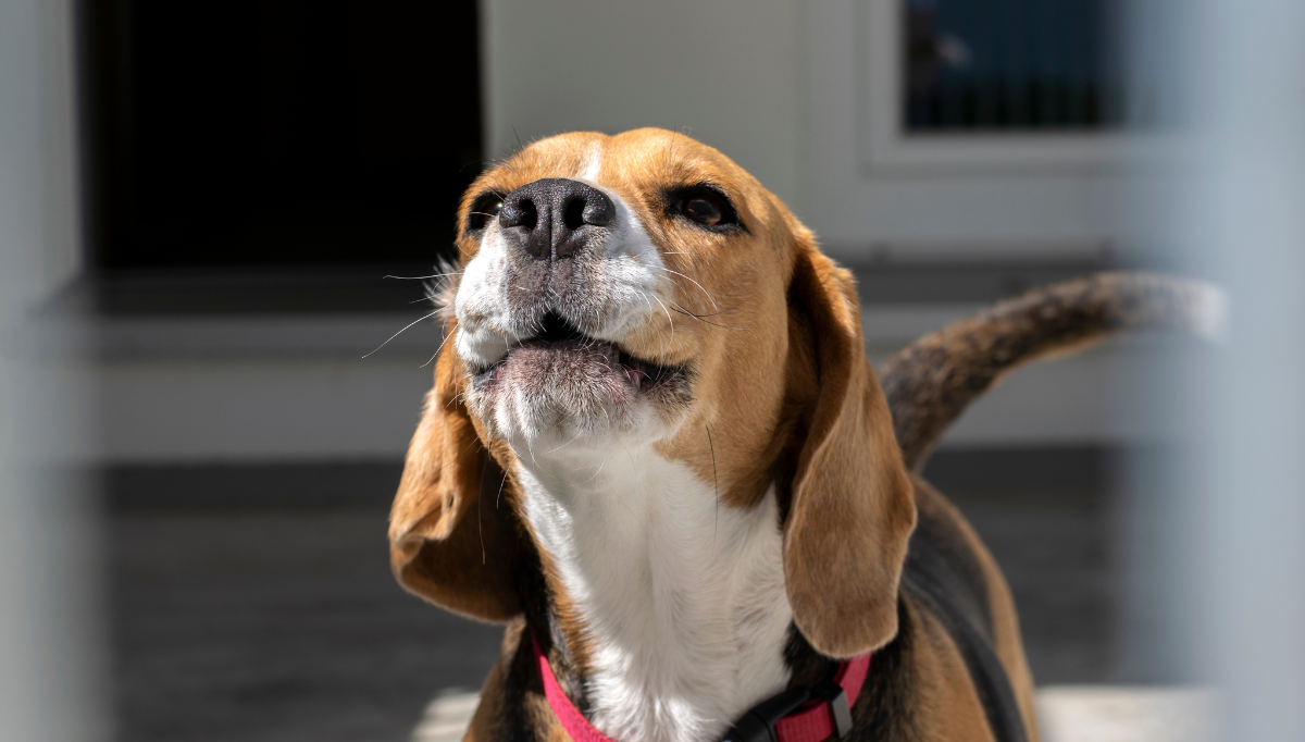 A Beagle is mid bark