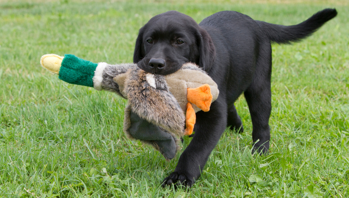A black Labrador puppy retrieves a toy duck