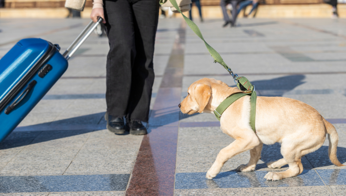 A young Labrador tries to back away from a suitcase