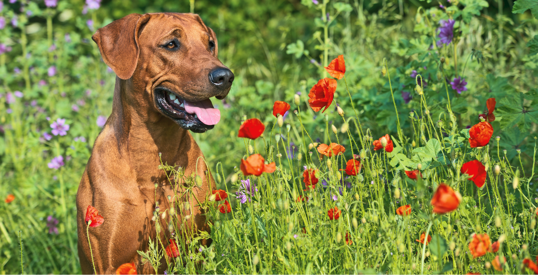 A Ridgeback sits amongst brightly coloured wildflowers
