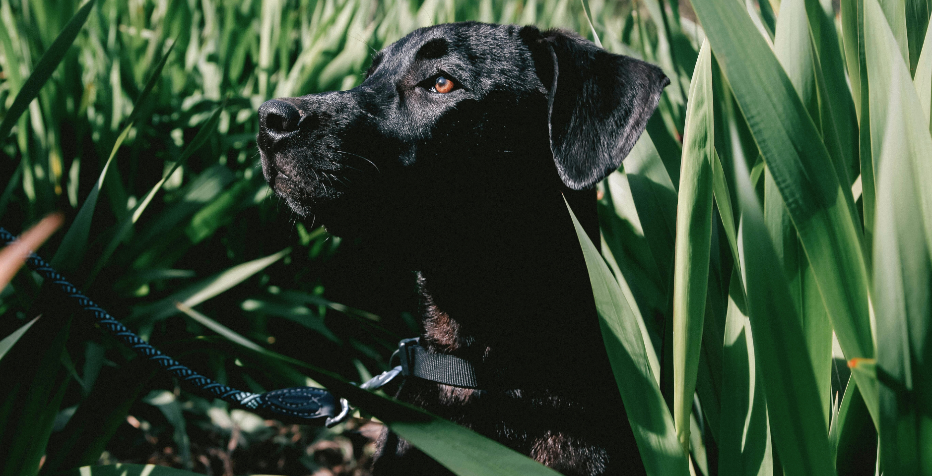 A young black Labrador sits amongst tall grass
