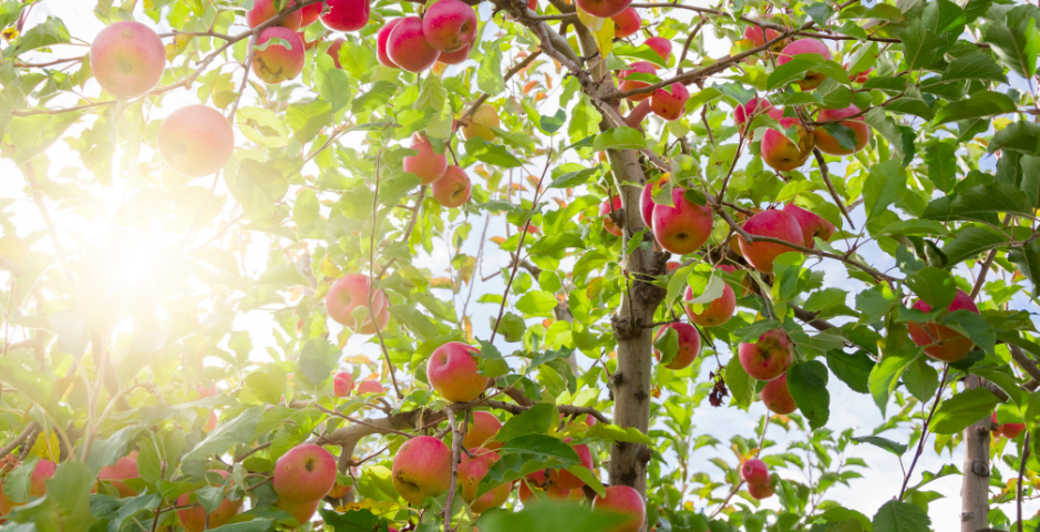 The sun glints through a tree laden with red apples