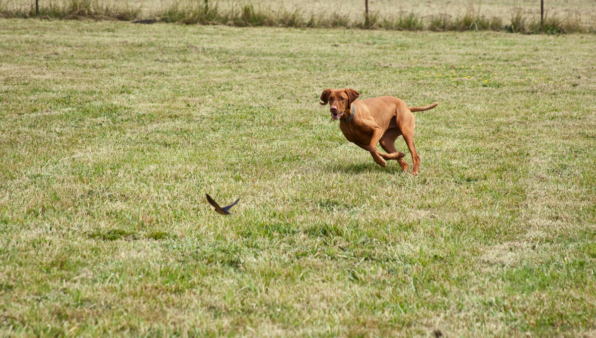 A Vizsla dog chases a small bird across a field
