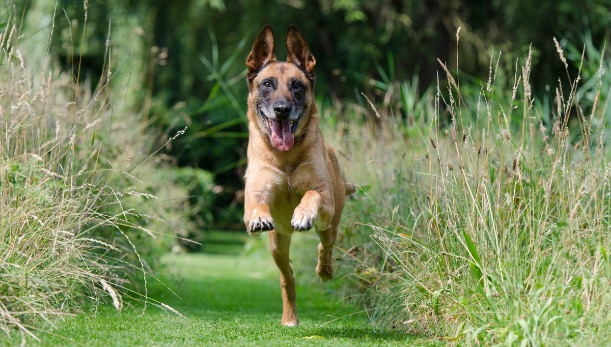 A Belgian Shepherd running towards the camera with tongue lolling