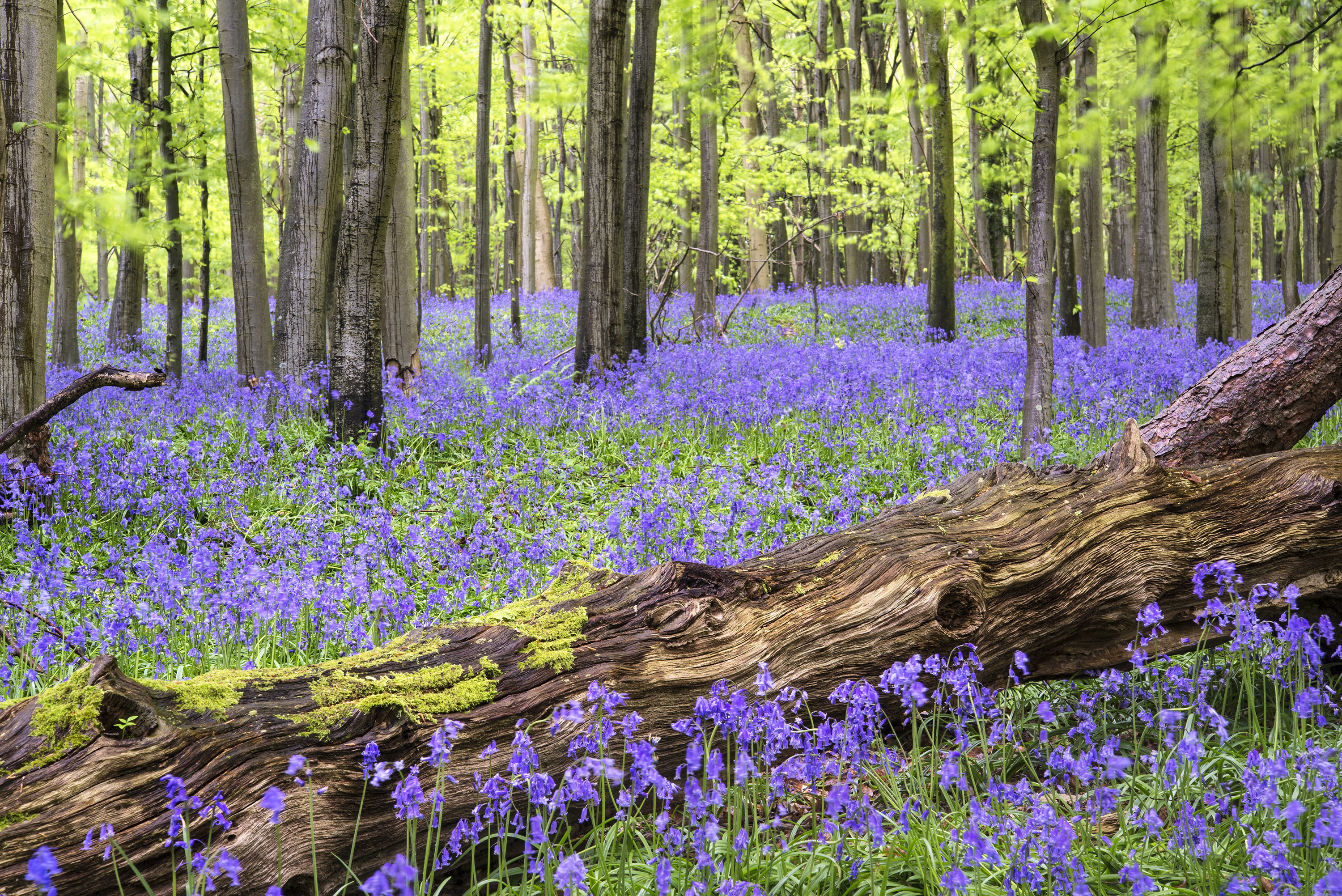 A carpet of bluebells in an English woodland