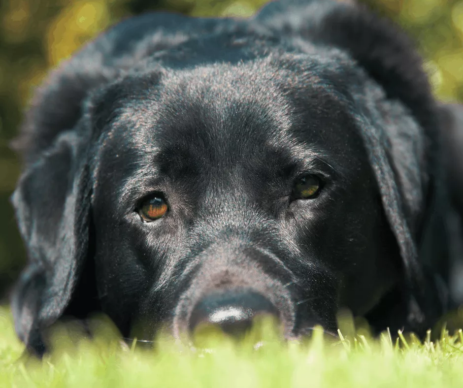 A Black Labrador lies chin down on the grass, looking at the camera