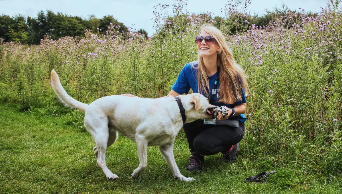Dog Trainer Phili laughs whilst playing with pale Labrador