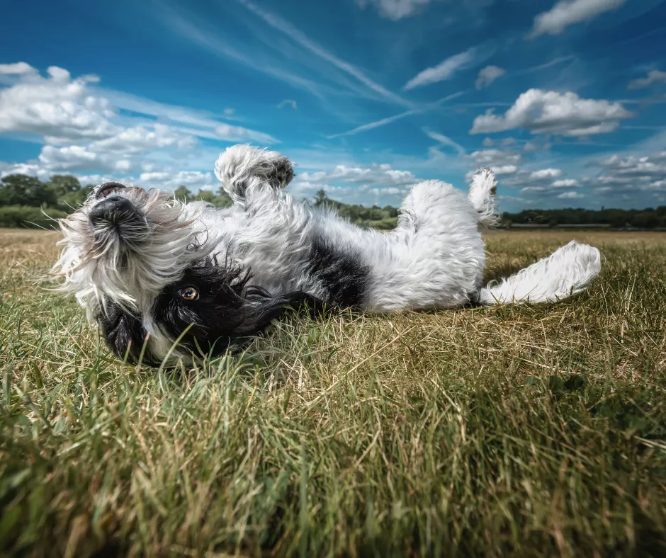 A black and white cockapoo rolls on the grass, with blue sky