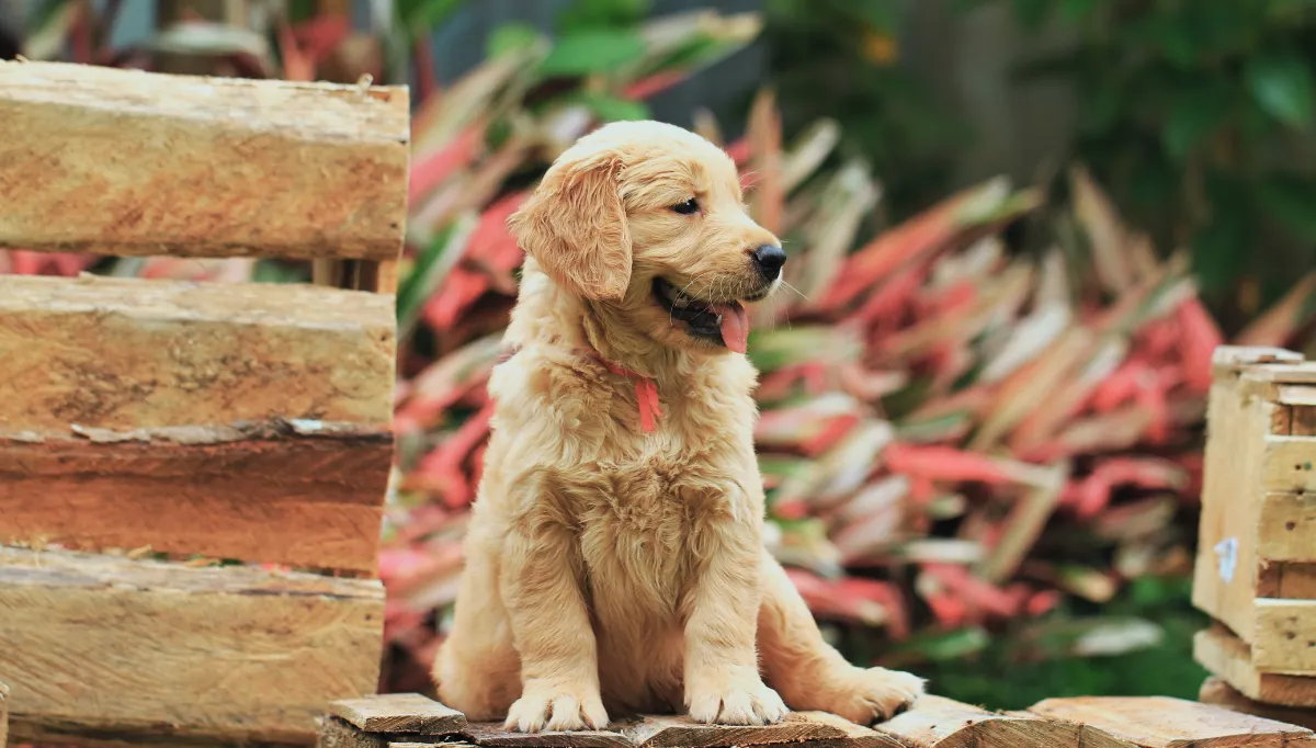 A Golden Retriever puppy sits in a garden, looking to the side