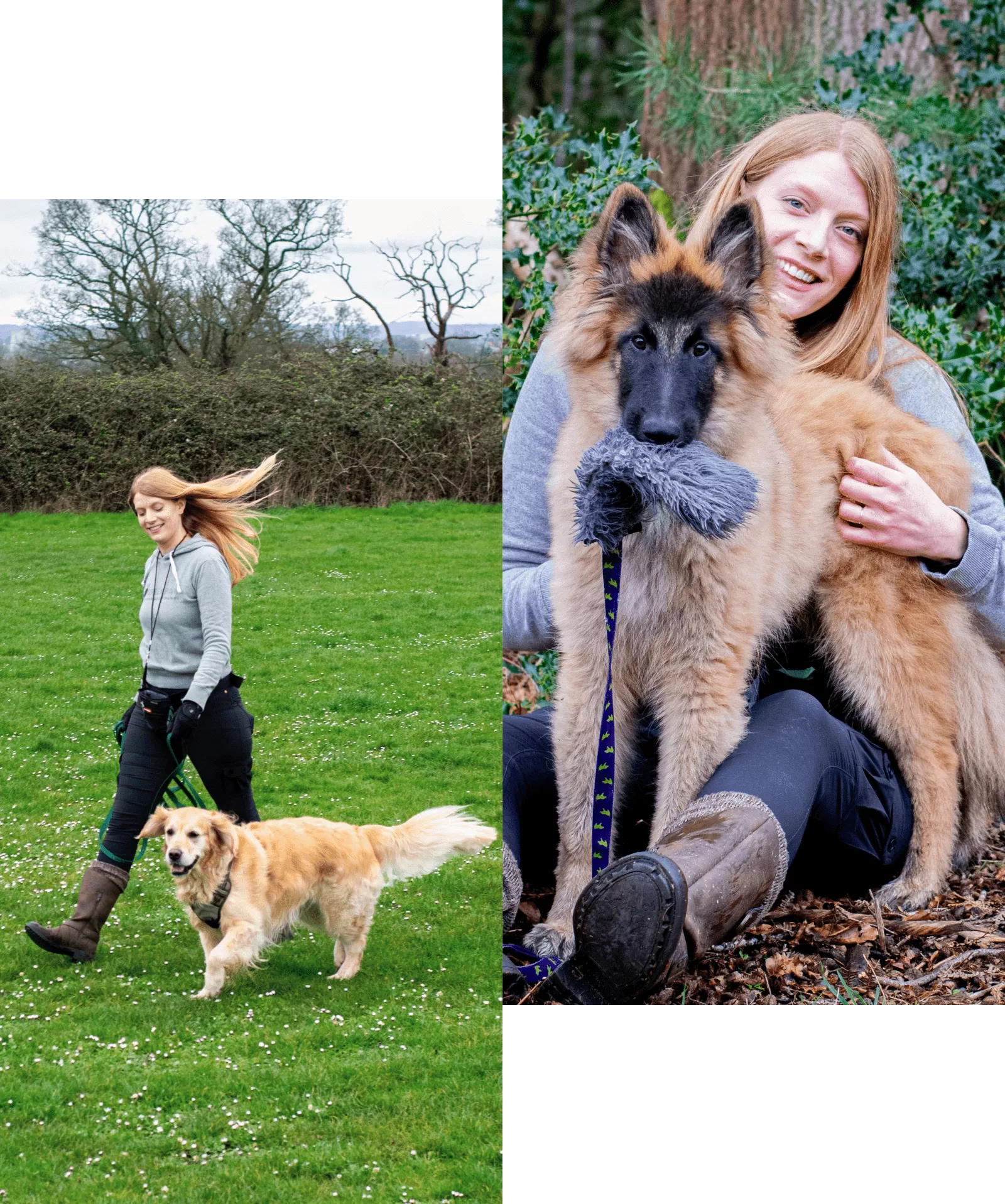Two images: Left is Phili walking with a golden retriever. Right is Phili with an adolescent belgian shepherd on her lap.