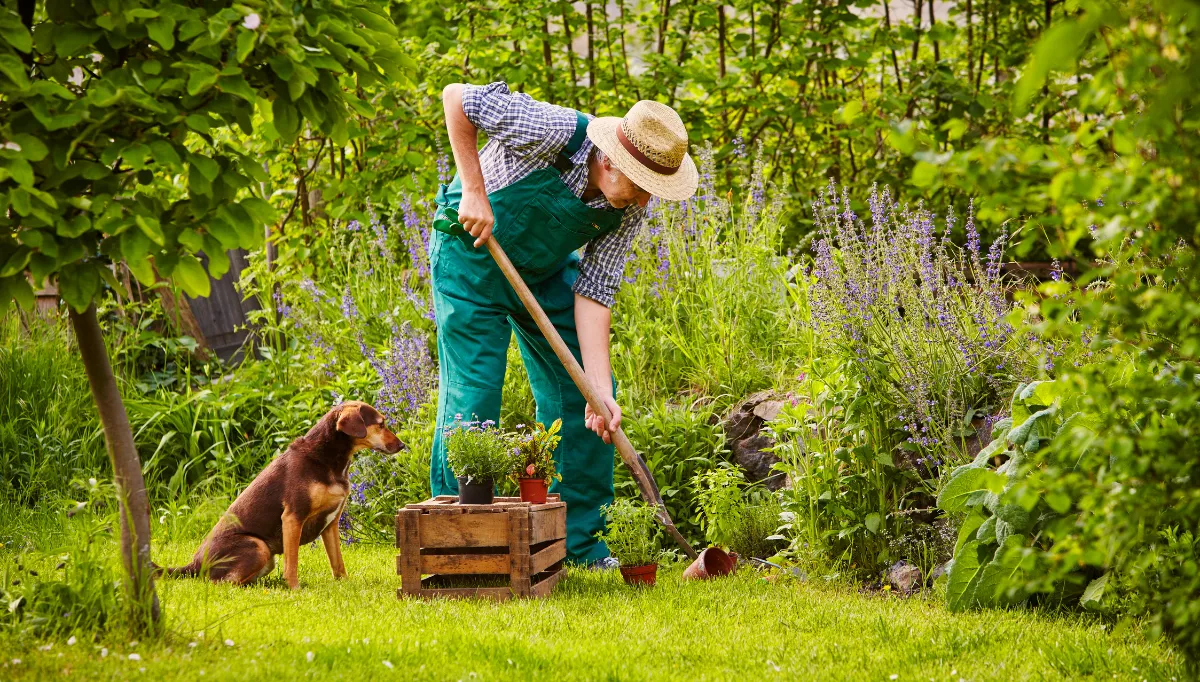 A Crossbreed dog watched their human dig in the garden