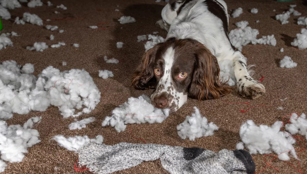 A Spaniel lies amongst the fluff of a destroyed toy.png