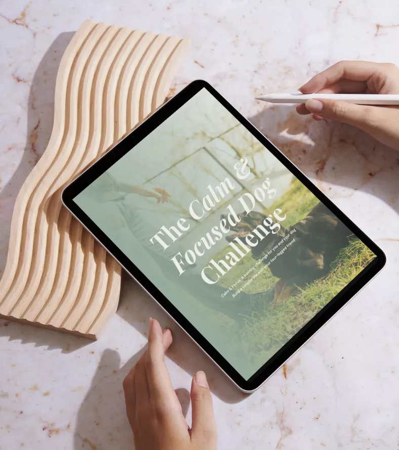 A computer tablet rests on a wooden stand with the Calm & Focused Challenge showing on screen