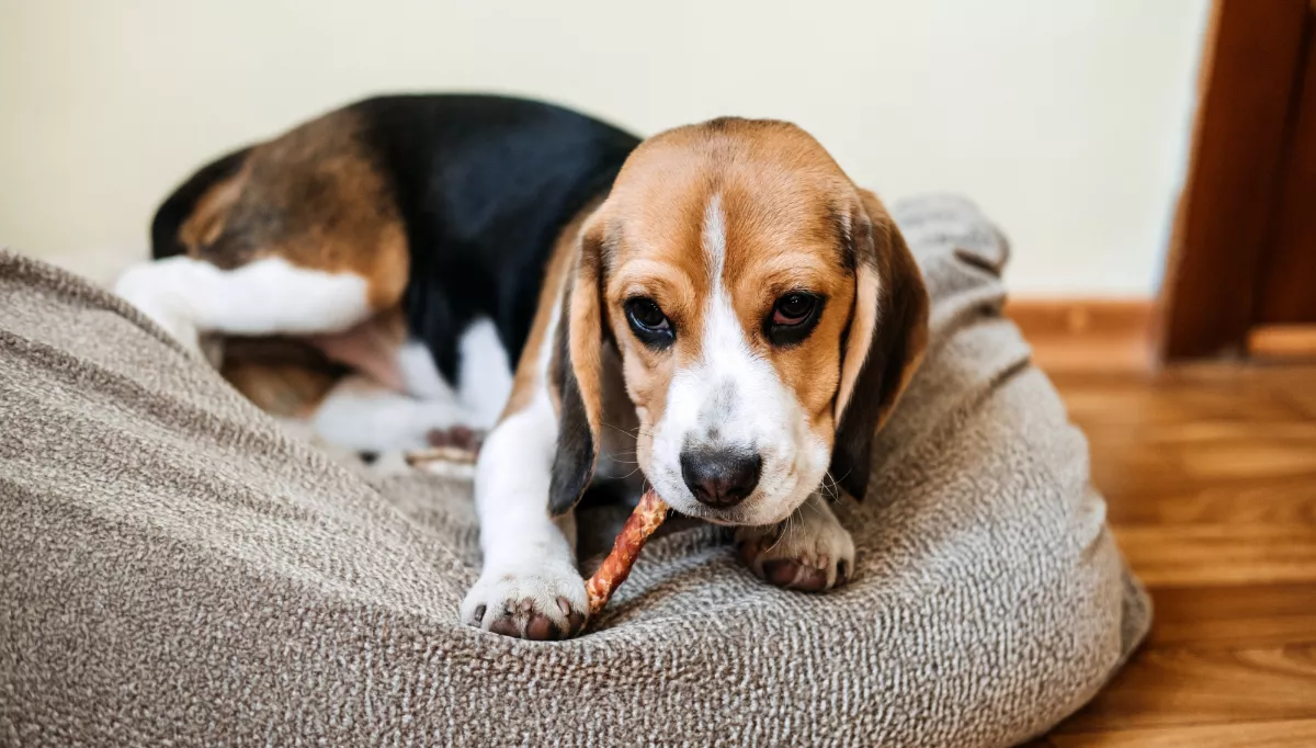A Beagle is relaxing with a chew