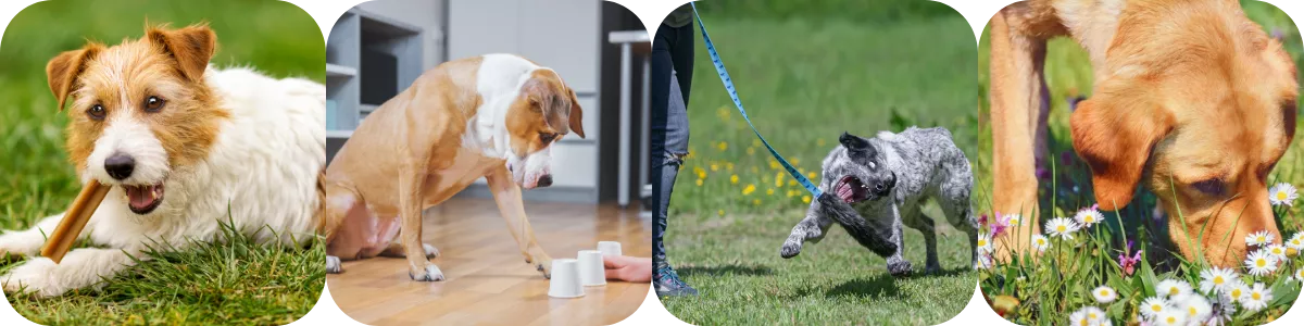 Four photos showing a dog chewing, playing, chasing and sniffing