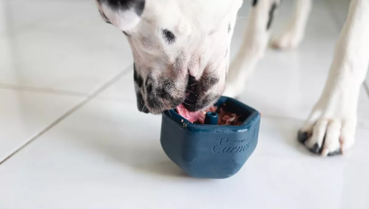 A Dalmatian eats their dinner from a Rylo toy