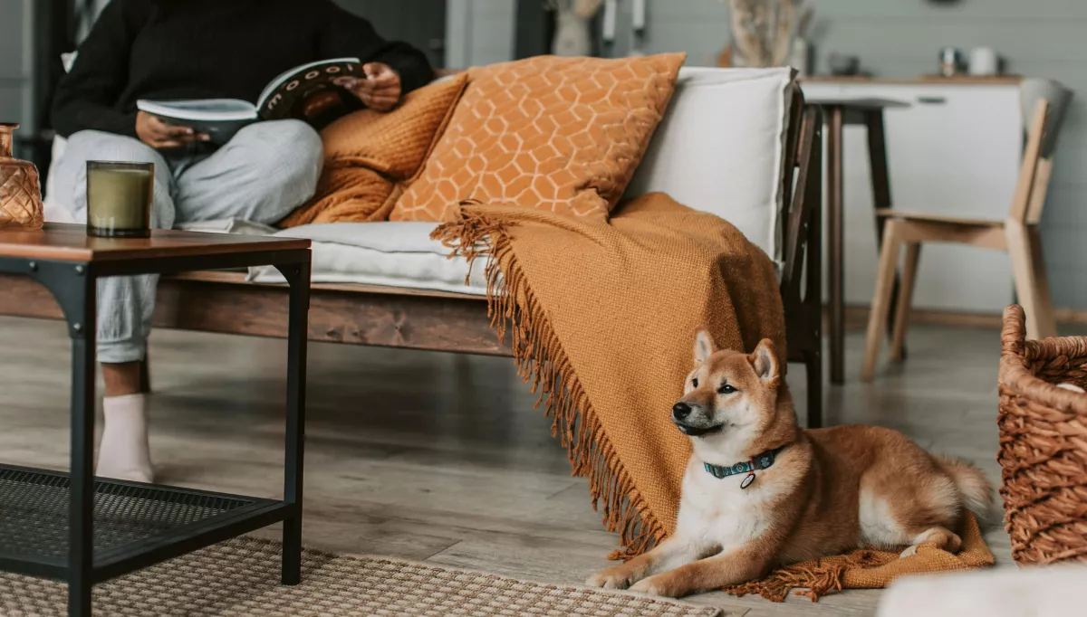 A shiba Inu rests on a blanket on the floor next to a person reading on a sofa