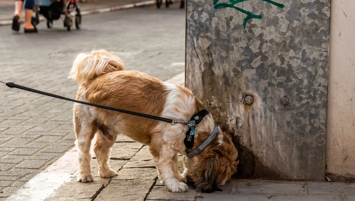 A small breed dog sniffs a tree next to a road