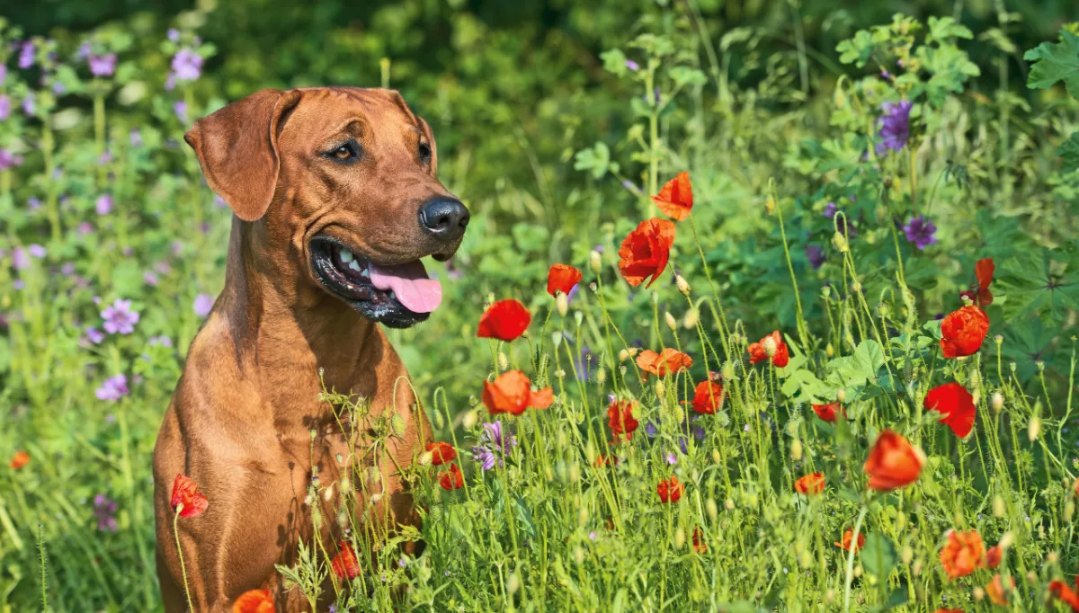 A Ridgeback sits amongst brightly coloured wildflowers