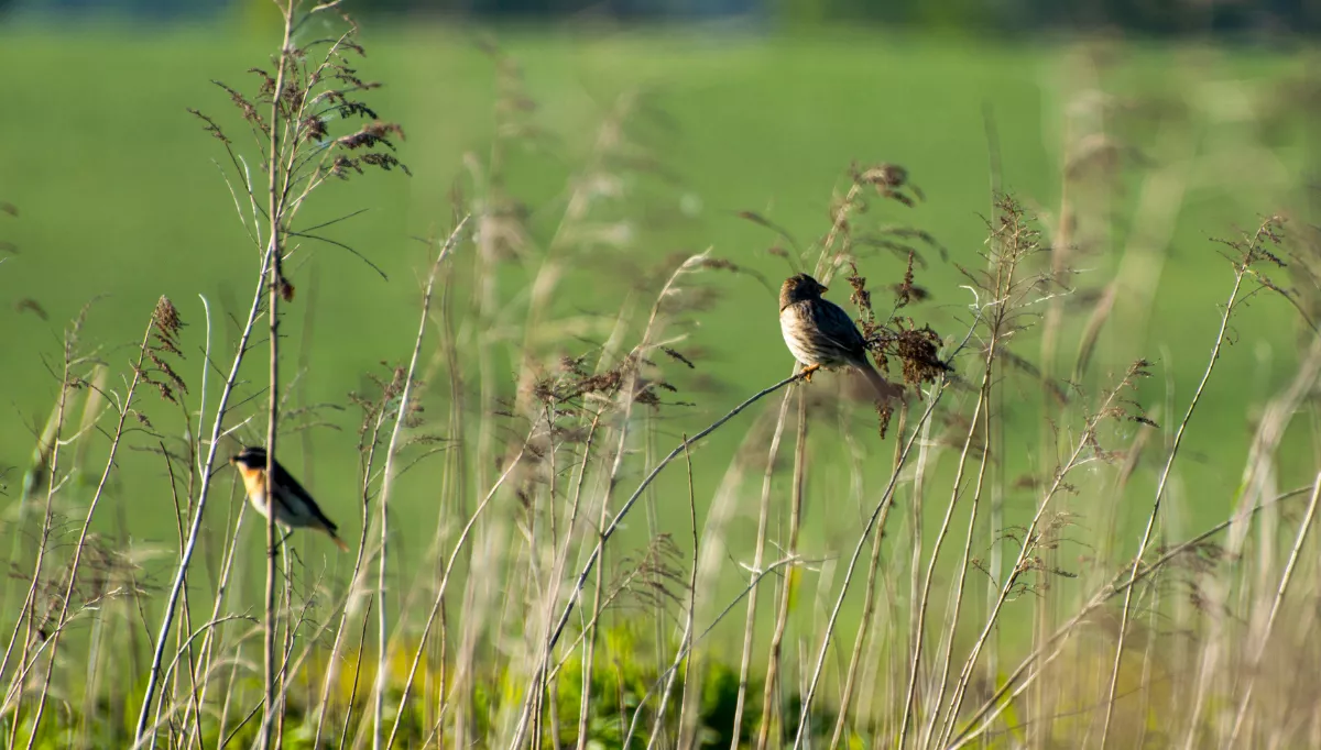 Two skylark birds resting on long grass