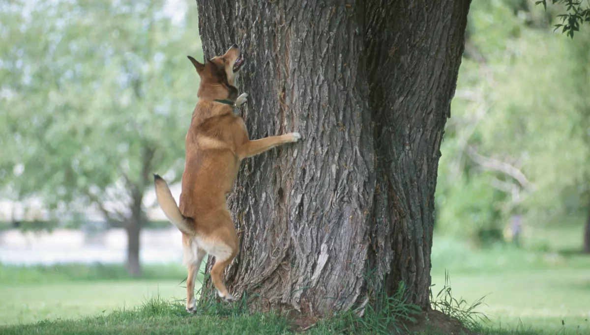 A Shepherd-type dog barking up a tree