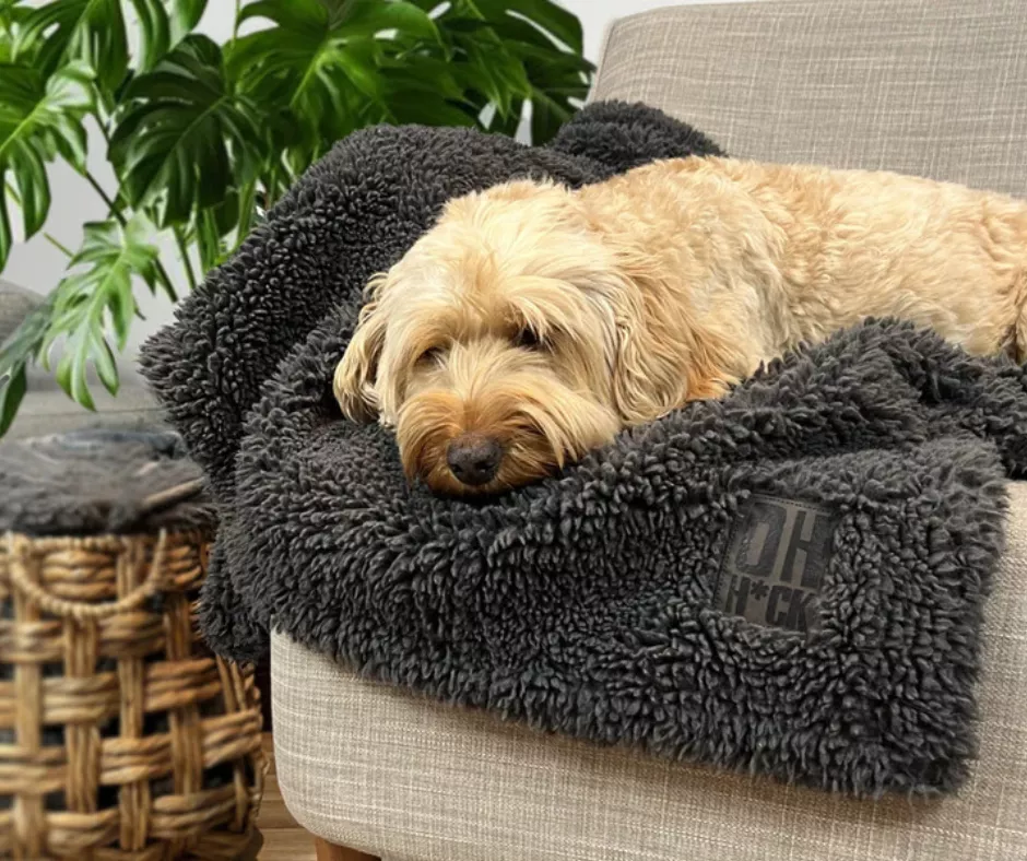 A cockerpoo snuggled in a fleecey blanket