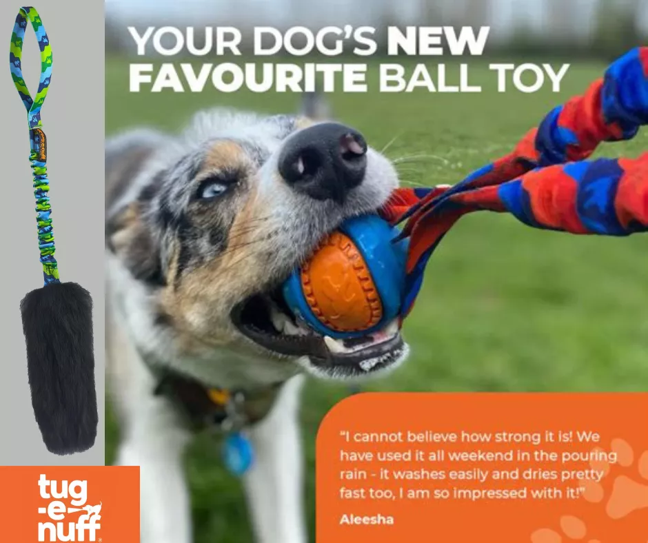 A heeler tugs on a ball-on-a-rope toy