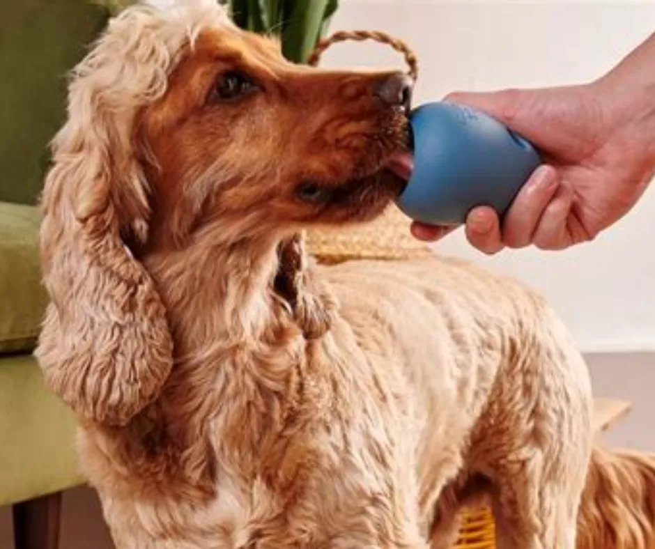 A show spaniel eating from a Beco Buster toy