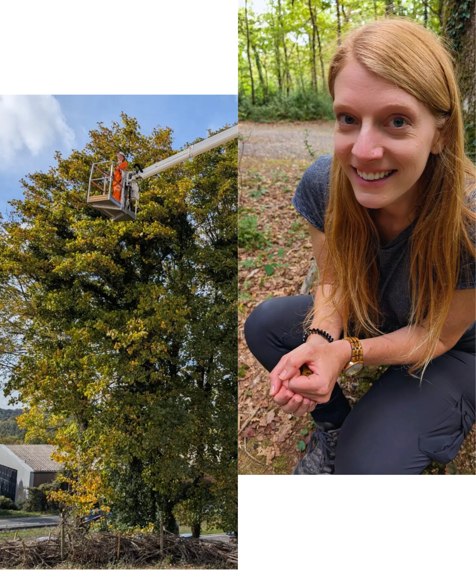 Two image. Left is Phili in a MEWP. Right is Phili holding a Hazel Dormouse