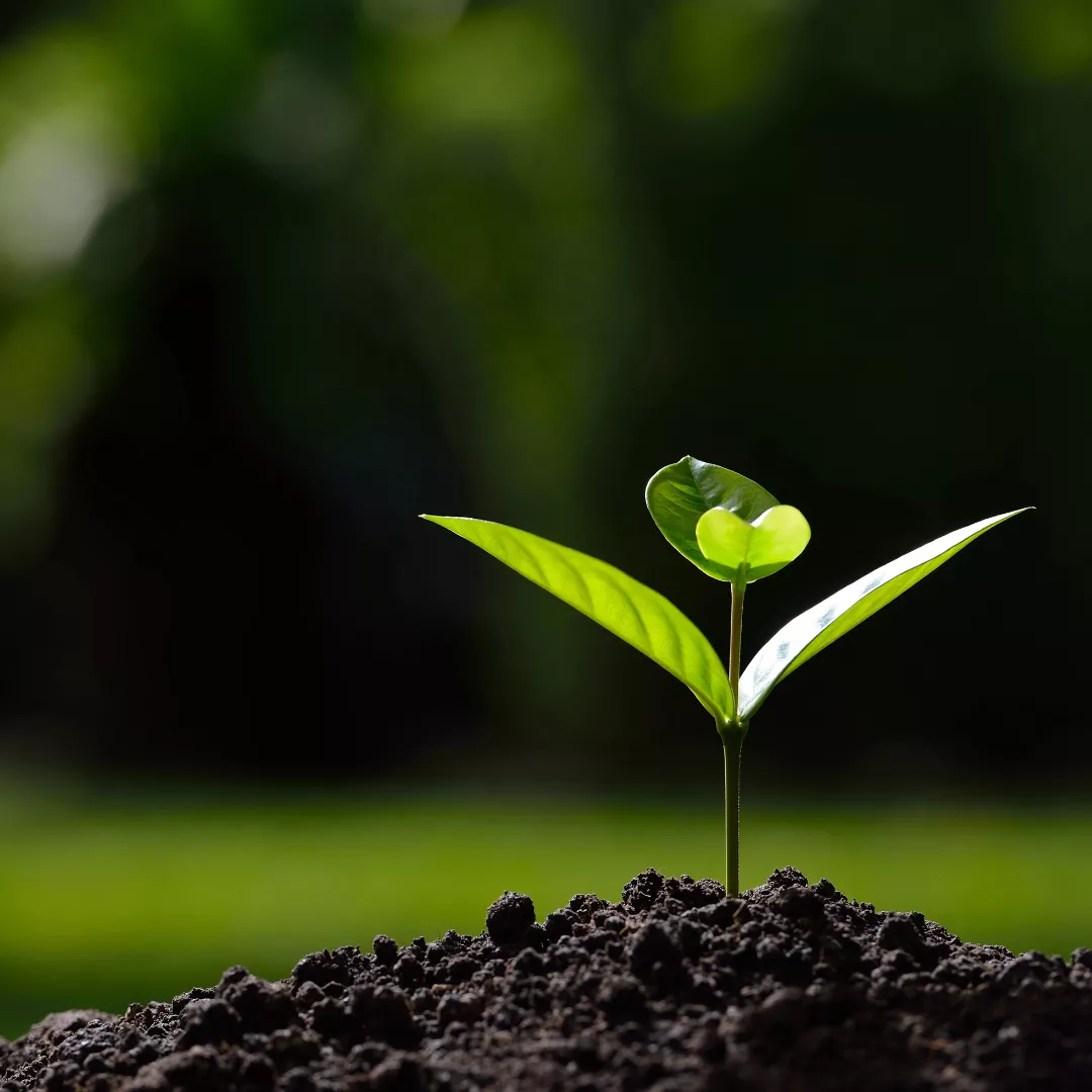 A young plant grows in a small pile of soil