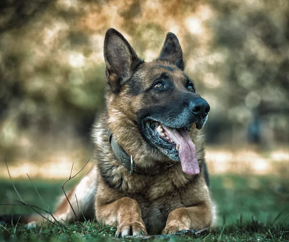 An older German Shepherd relaxes, panting, on some grass