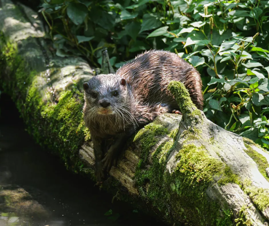 A Eurasian Otter rests on a fallen tree